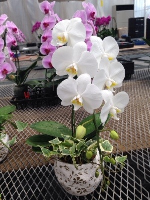 いとう園芸の胡蝶蘭と観葉植物の寄せ植え 胡蝶蘭 いとう園芸