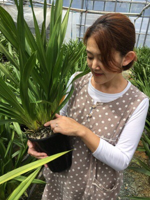 シンビジウムの花芽 管理方法 いとう園芸