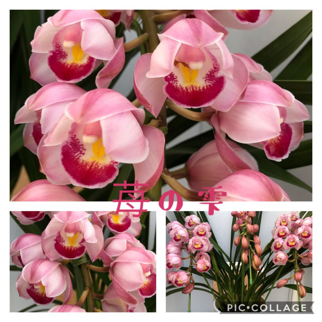 シンビジウム♡苺の雫 | シンビジウム | いとう園芸