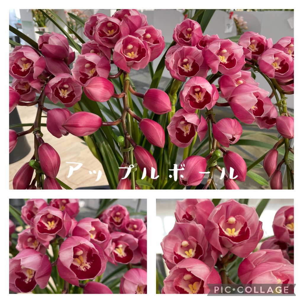 ❤︎アップルボール❤︎ | シンビジウム | いとう園芸